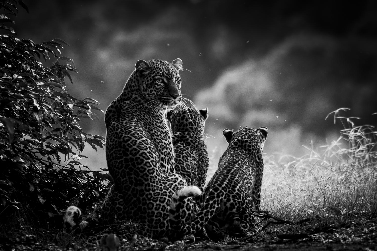 Famille léopard