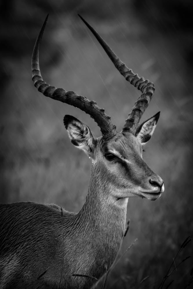 Fier impala