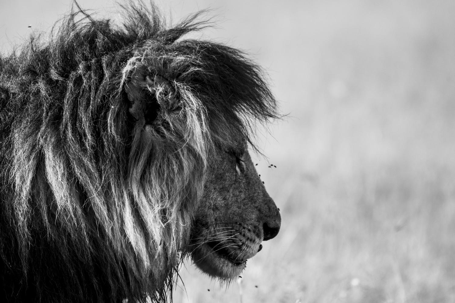 Lion majestueux