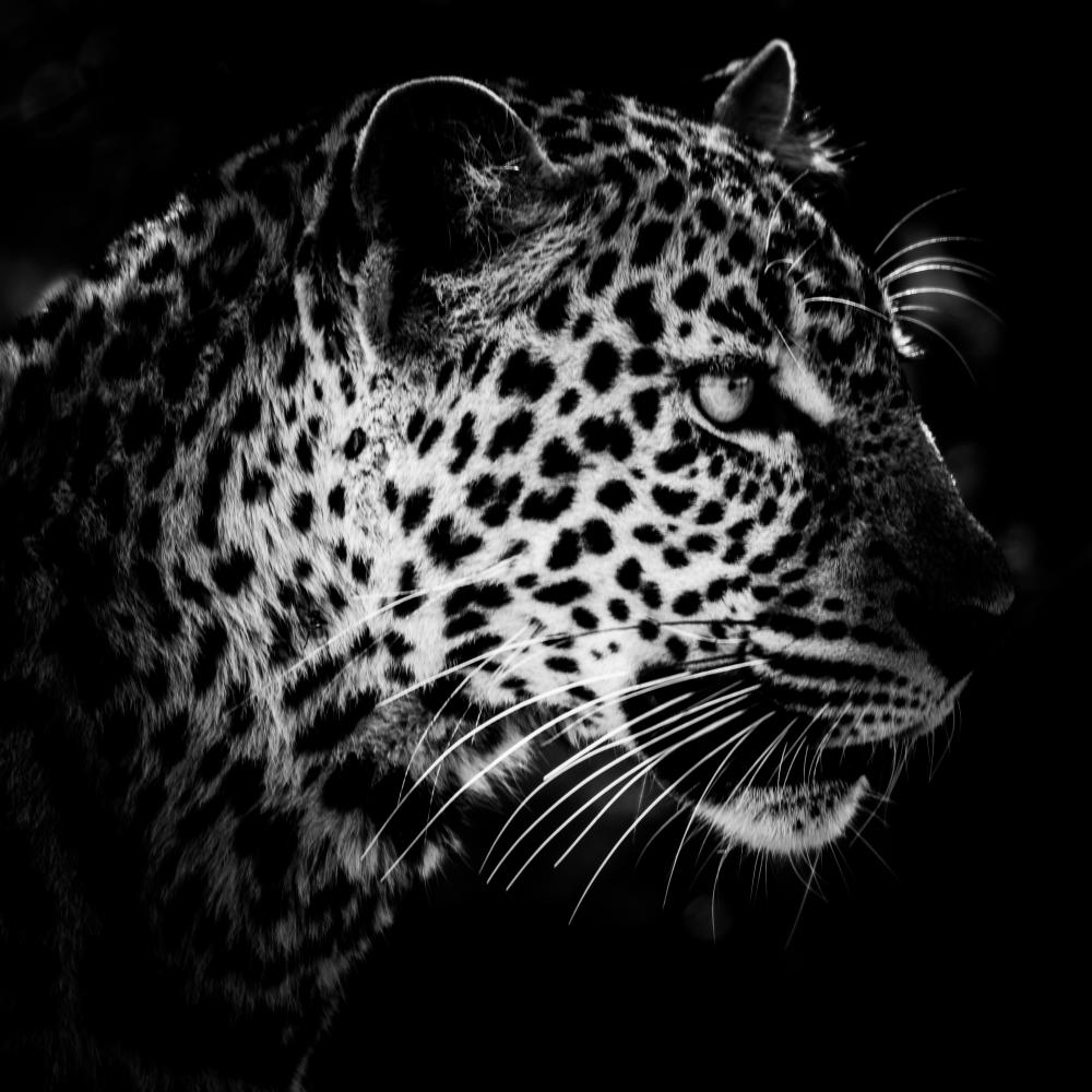 Portrait de léopard