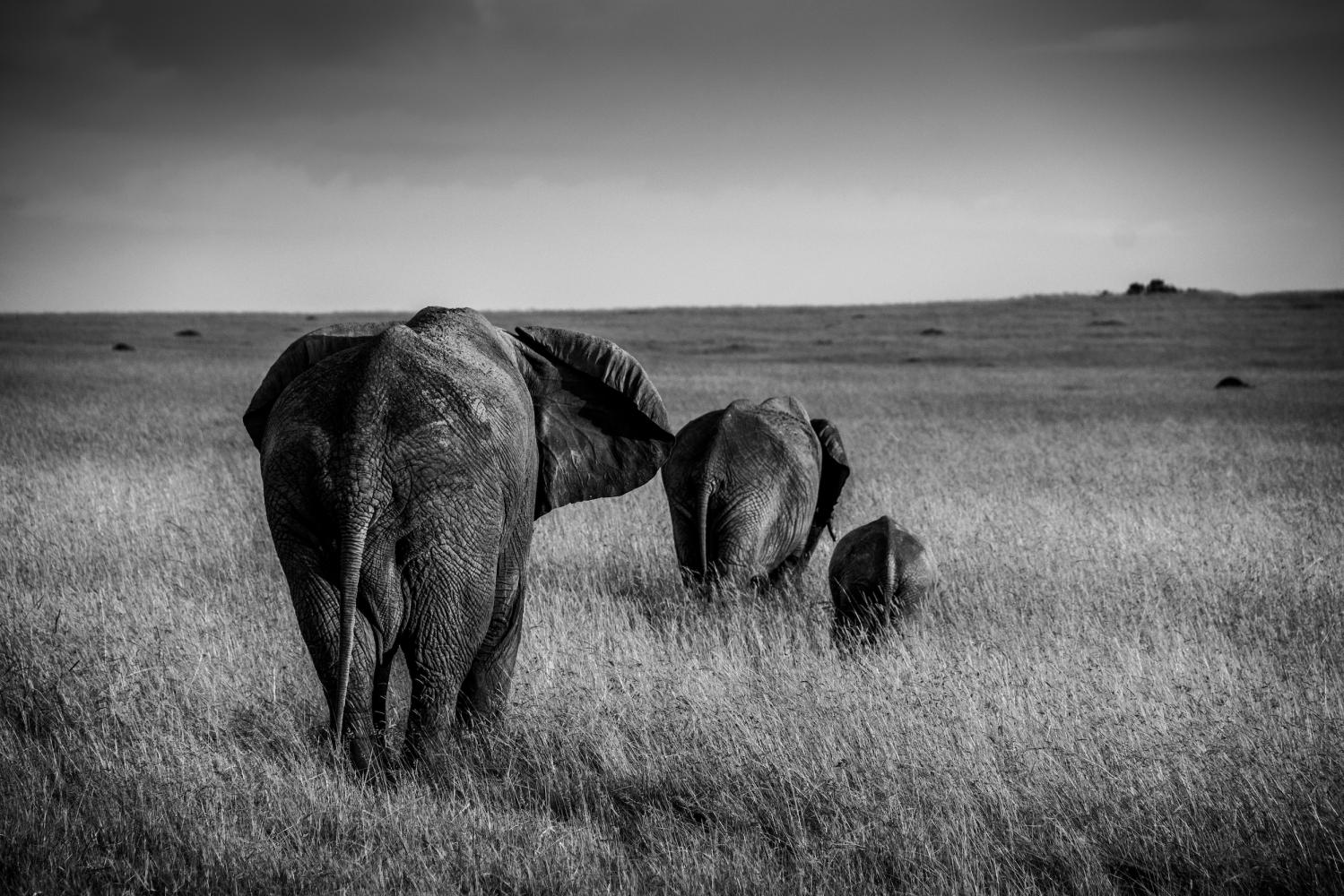 Une éléphante et ses petits
